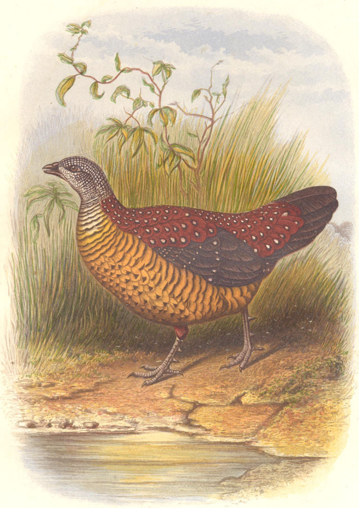 BIRDS. Painted Spur Fowl c1870 old antique vintage print picture